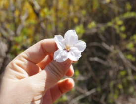 'Cherry Blossom Incheon'