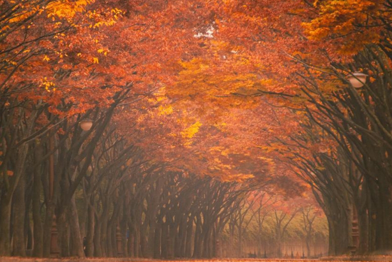 Color your heart with the fall leaves found in these Incheon locations