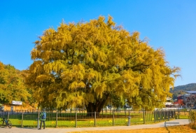 4 Must-Visit Ginkgo Spots in Incheon for a Golden Autumn